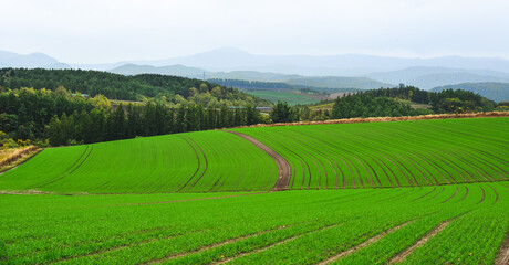 Fototapeta na wymiar Rural scenery of Furano, Japan