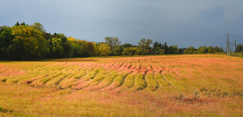 Rural scenery of Furano, Japan