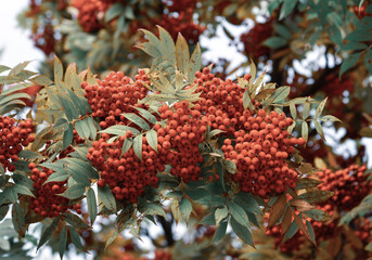 Red berry fruits on the tree at countryside