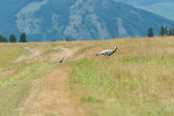 Crane-bellad , walks on the steppe with its chicks