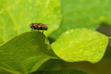 Housefly on a Leaf