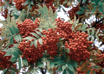 Red berry fruits on the tree at countryside