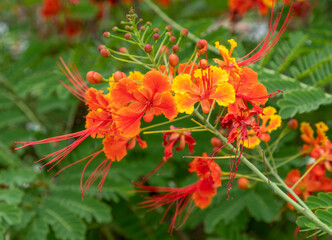 Orange and yellow fabaceae blooms in a downtown Bangkok Park