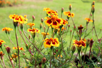 The concept of the arrival of bright autumn days . Small yellow marigolds blooming on a bright sunny day.