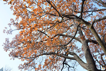Vibrant orange tree against blue sky