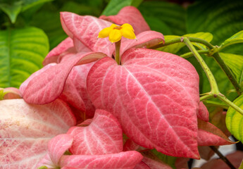Pink and yellow flowers in a tropical garden