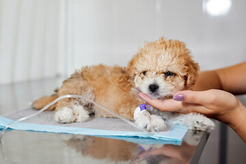 An illness maltipoo puppy lies on a table in a veterinary clinic with a catheter in its paw, through which medicine is delivered. Close-up, selective focus