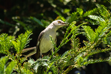 Mockingbird in a Pinetree