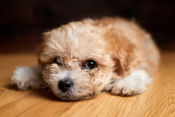 Maltipoo puppy. Adorable Maltese and Poodle mix Puppy is lying on the floor