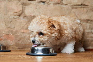 Maltipoo puppy eats from a metal bowl on a brick wall background. Close-up, selective focus