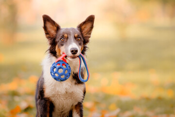Fun walking in the autumnal park. Cropped image of Border Collie dog is holding a ball.