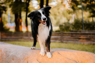 Dog in the autumn in the park. Happy Border Collie dog in colored leaves on nature. Fall season