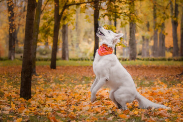 Fall season concept with white shepherd dog. Orange background of fallen leaves