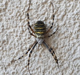 spider on a wooden background