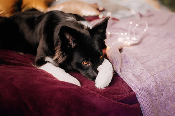Sweet dog peeks out from under the blankets. Pet lies on the bed. Border Collie dog breed