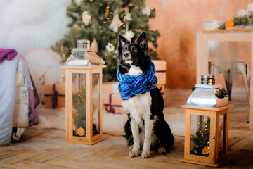 Cute dog posing in christmas setting. Border Collie dog breed