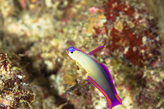 久米島　アケボノハゼ　沖縄　旅行　観光　海　ダイビング　Elegant dartfish