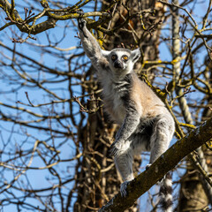 The ring-tailed lemur,Lemur catta with white ringed tail is the most known lemur © rudiernst