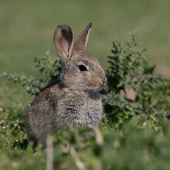European rabbit, Common rabbit, Oryctolagus cuniculus sitting on a meadow at Munich