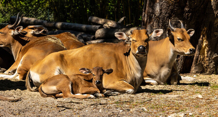 Banteng, Bos javanicus or Red Bull is a type of wild cattle.