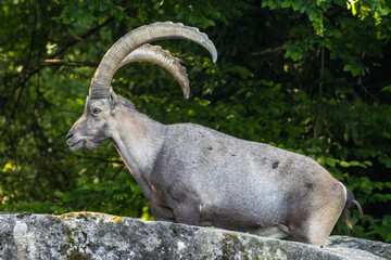 Male mountain ibex or capra ibex sitting on a rock