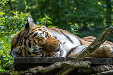 The Siberian tiger,Panthera tigris altaica in a park