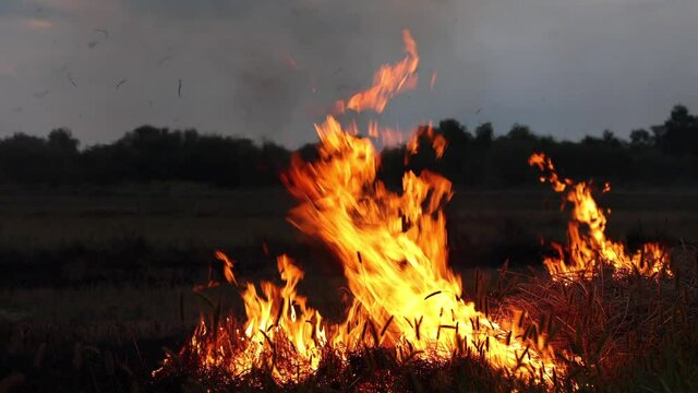 Fire in the steppe in the evening, the dry grass is burning to destroy everything in its path.