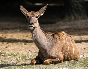 Greater kudu, Tragelaphus strepsiceros is a woodland antelope