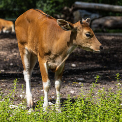 Banteng, Bos javanicus or Red Bull is a type of wild cattle.