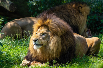 The lion, Panthera leo is one of the four big cats in the genus Panthera