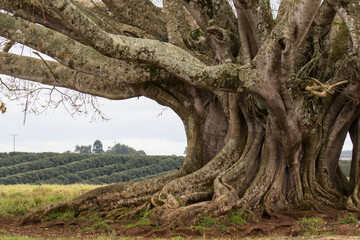 Fototapeta na wymiar Big Fig Tree trunk with rows of farming agriculturein the background