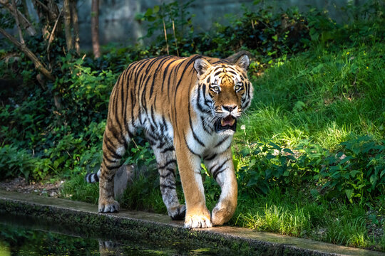 The Siberian tiger,Panthera tigris altaica in a park