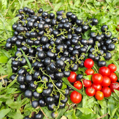 one's of the fruits with a myriad of benefits , we called 