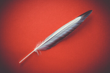 Feather on red background