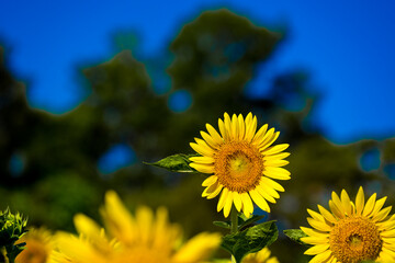長崎鼻のヒマワリ