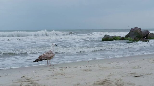 Seagull sitting on sandy on background of stormy sea with foaming waves