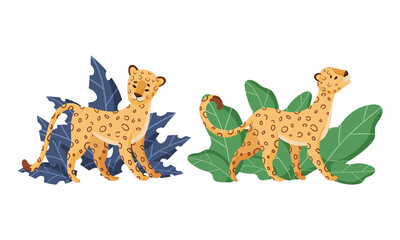 Spotted Leopard or Jaguar with Yellow Skin Standing in Tropical Leaves Vector Set