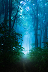 Calm romantic light in foggy forest. Halloween spooky place - 457067326
