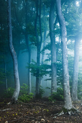 Creepy trees in foggy forest. Dark misty places