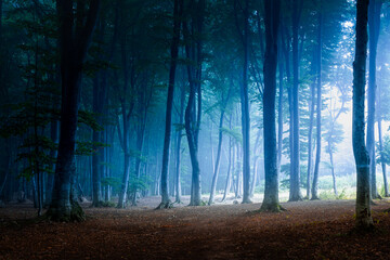 Strange light in blue foggy forest. Halloween place