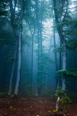 Obraz premium Creepy trees in foggy forest. Dark misty places