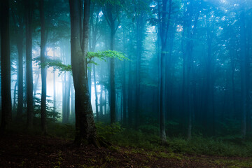 Creepy tree in foggy forest. Halloween location