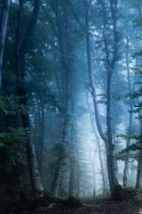 Really dark and creepy foggy forest with blue light in it. Horro Halloween location