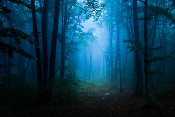 Really dark and creepy foggy forest with blue light in it. Horro Halloween location - 457067369