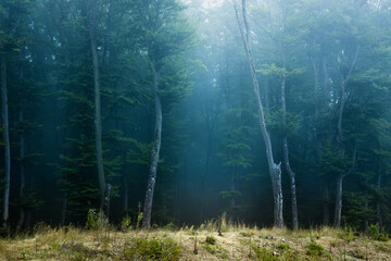 Obraz premium Entrance in spooky horror foggy forest for Halloween