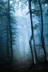 Obraz premium Really dark and creepy foggy forest with blue light in it. Horro Halloween location