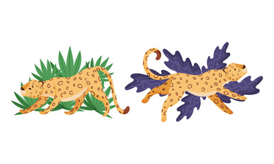 Spotted Leopard or Jaguar with Yellow Skin Lying and Stretching in Tropical Leaves Vector Set