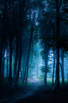 Spooky trail in dark foggy forest. Creepy woods for Halloween