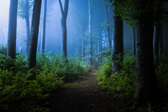 Strange light in dark spooky foggy forest. Blue mist in the woods