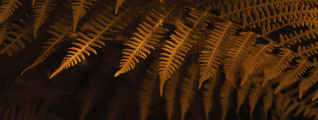 Natural autumn blurred background of brown fern leaves. Selective focus, banner format © colnihko